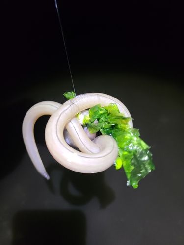 ボラの釣果