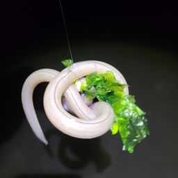 ボラ
