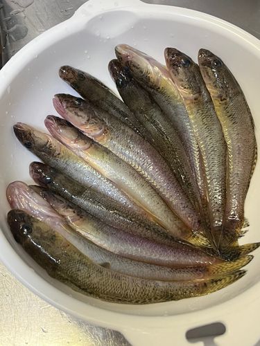 ハゼの釣果