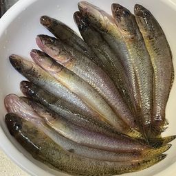 ハゼ