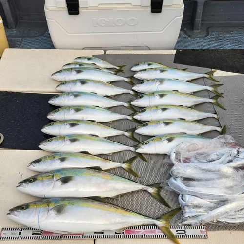 ブリの釣果