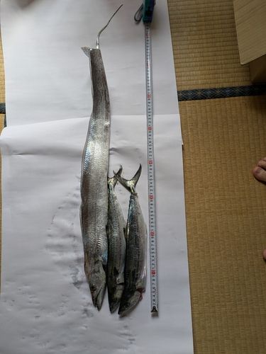 サゴシの釣果