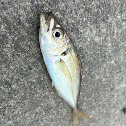 アジ