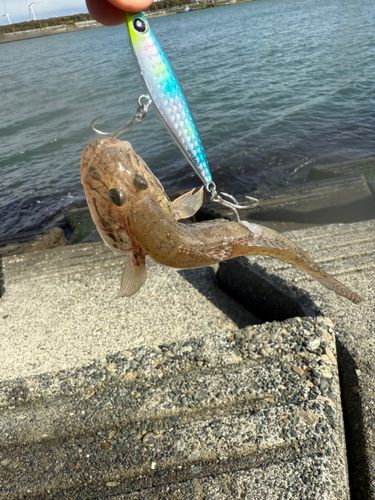 マハゼの釣果