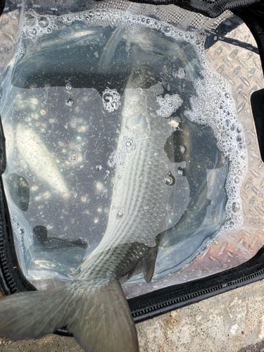 ボラの釣果