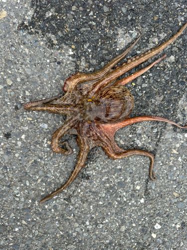 タコの釣果