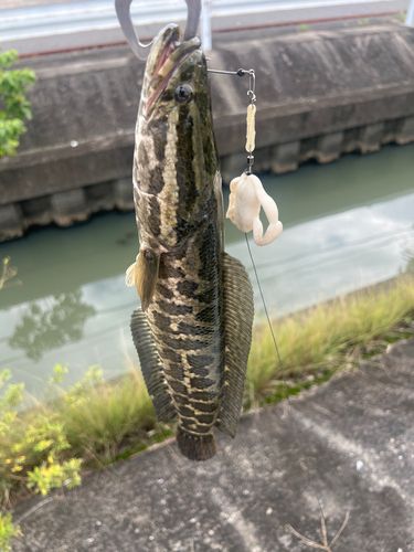 ライギョの釣果