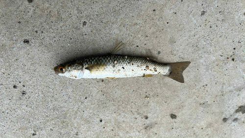 ハゼの釣果