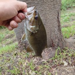 スモールマウスバス