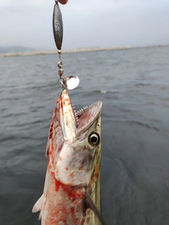 サゴシの釣果