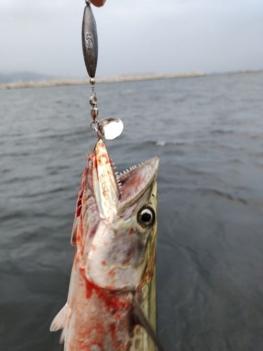 サゴシの釣果