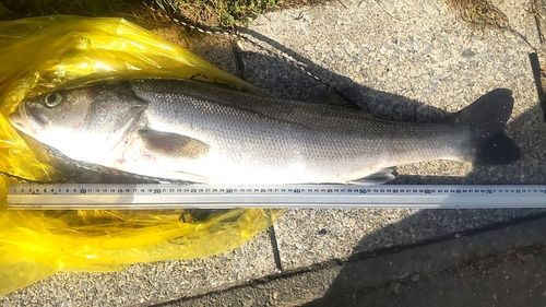 スズキの釣果