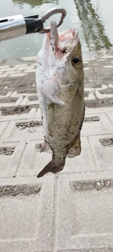 タイリクスズキの釣果