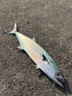 サゴシの釣果