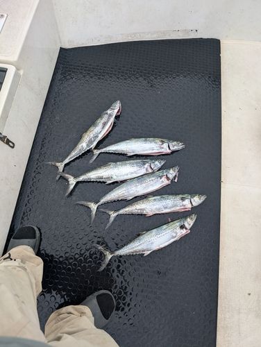 サゴシの釣果