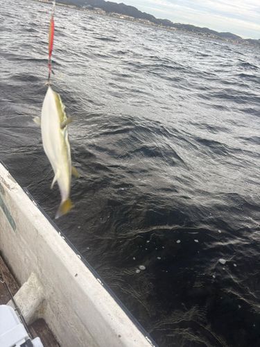 シロサバフグの釣果