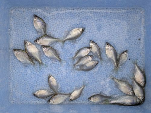 タイリクバラタナゴの釣果