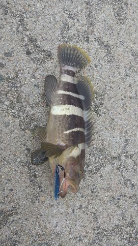 アオハタの釣果