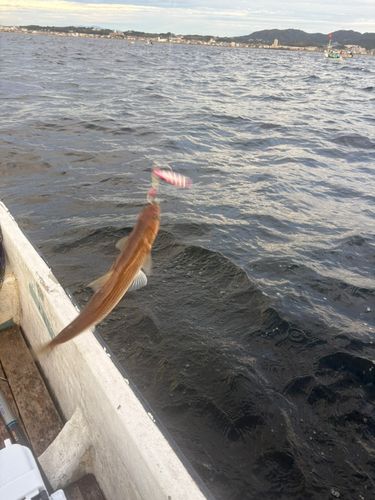 エソの釣果