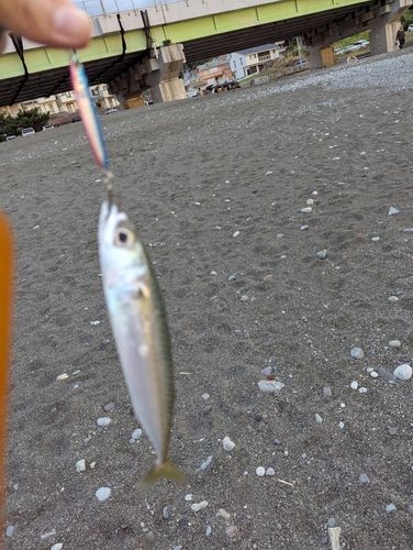 相模湾西