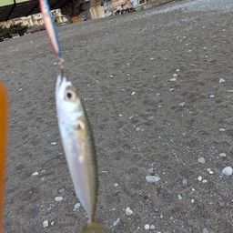 サバ