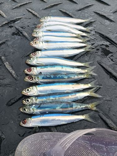 ウルメイワシの釣果