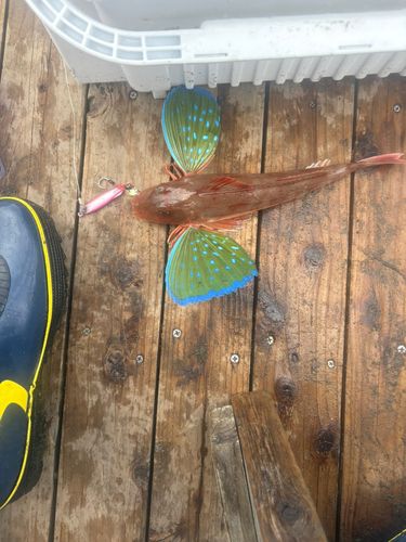 ホウボウの釣果