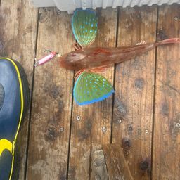 ホウボウ