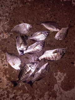 クロダイの釣果