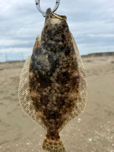 ソゲの釣果