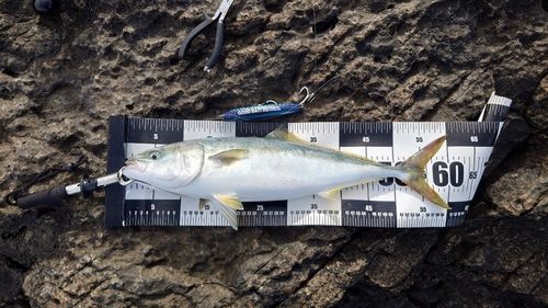 ワラサの釣果