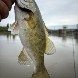 スモールマウスバス