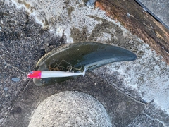 シタビラメの釣果