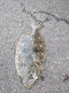 ソゲの釣果