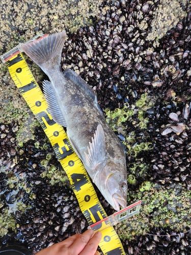 アブラコの釣果