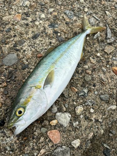 ツバイソの釣果