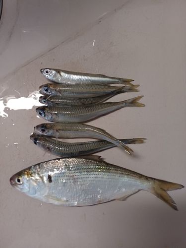 コノシロの釣果