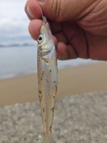 キスの釣果