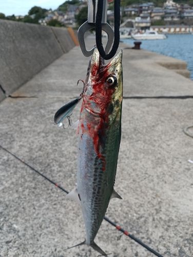 サゴシの釣果