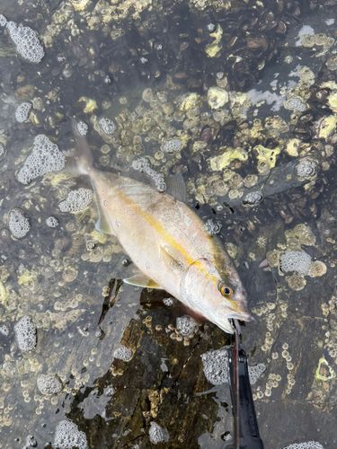 ショゴの釣果