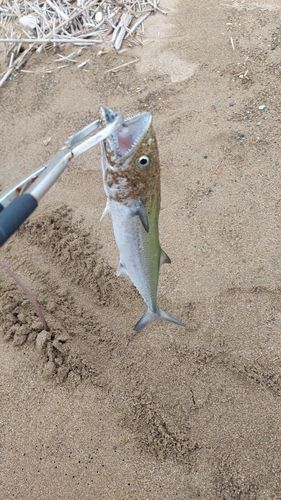 サゴシの釣果