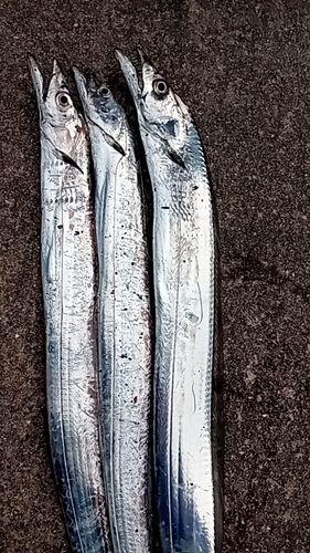 タチウオの釣果