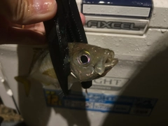 マアジの釣果