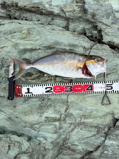 ネイリの釣果