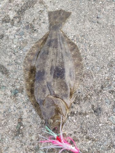 ヒラメの釣果
