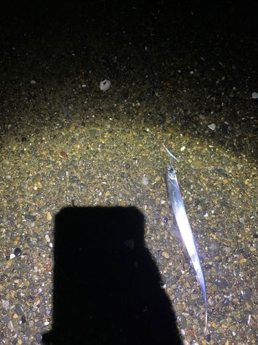 タチウオの釣果