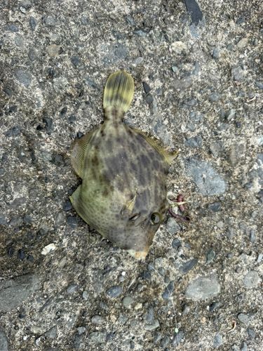 カワハギの釣果