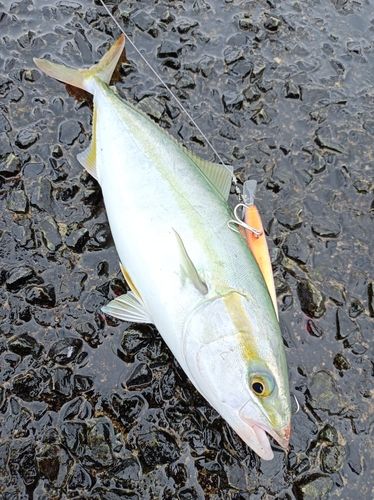 ヤズの釣果