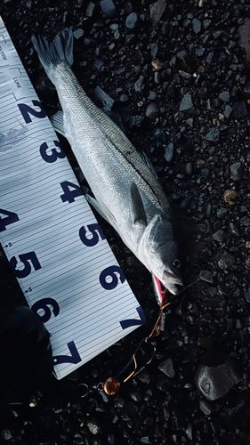 スズキの釣果