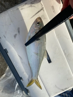 コノシロの釣果